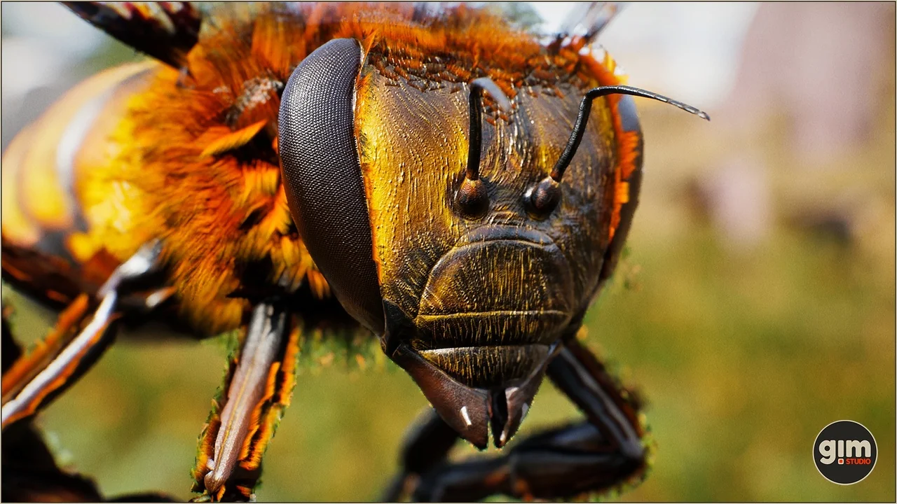 Animalia - Honeybee
