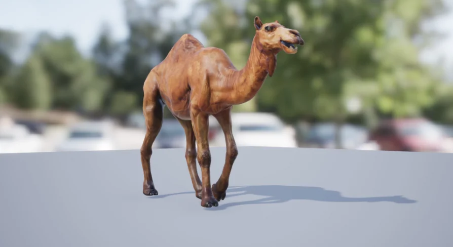 African Animal - Camel (Dromedary)