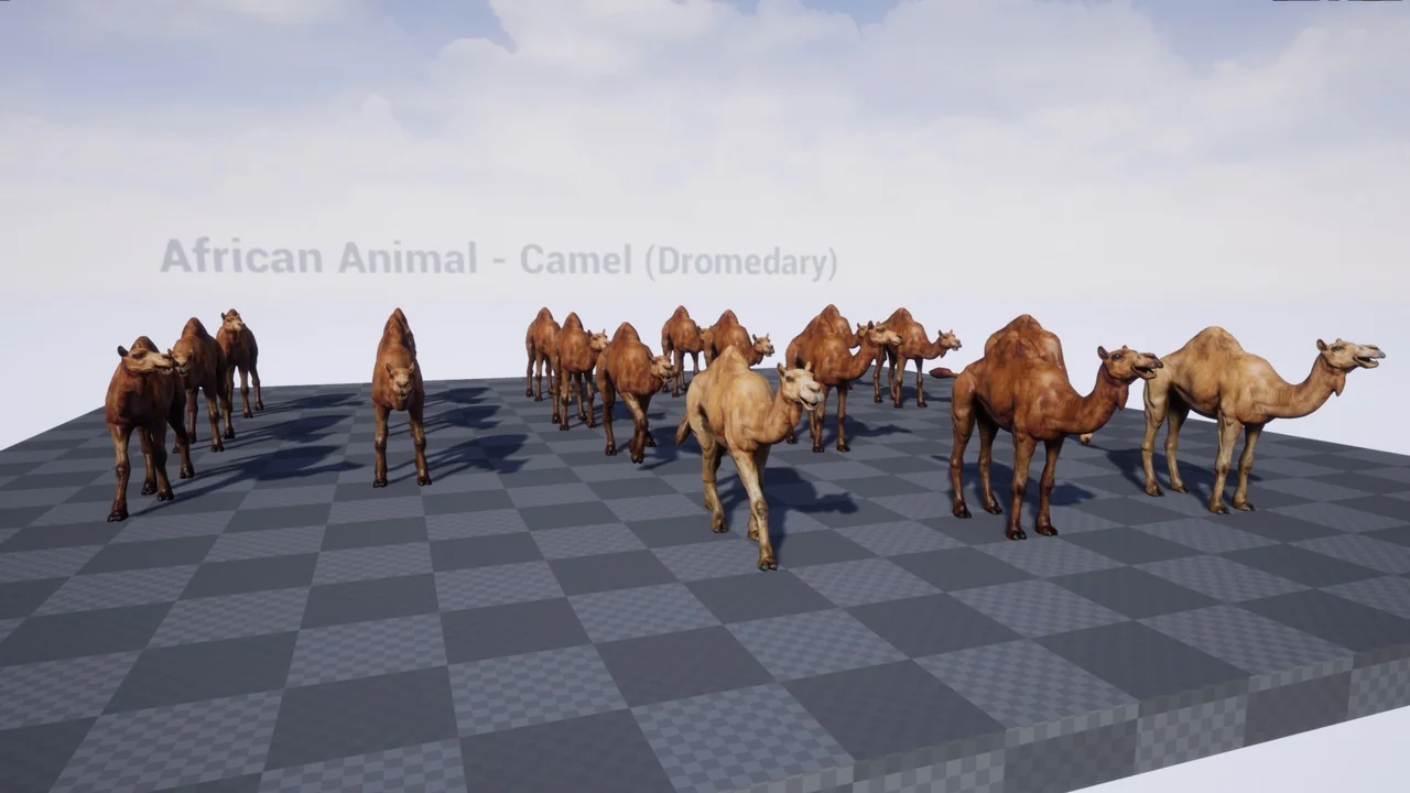 African Animal - Camel (Dromedary)