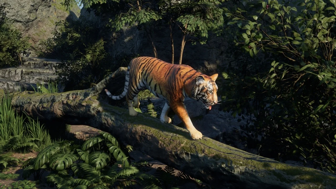Medhue Tiger