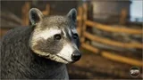 Animalia - Raccoon