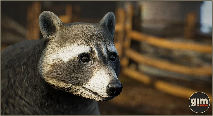 Animalia - Raccoon