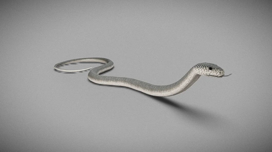 Medhue Black Mamba Snake