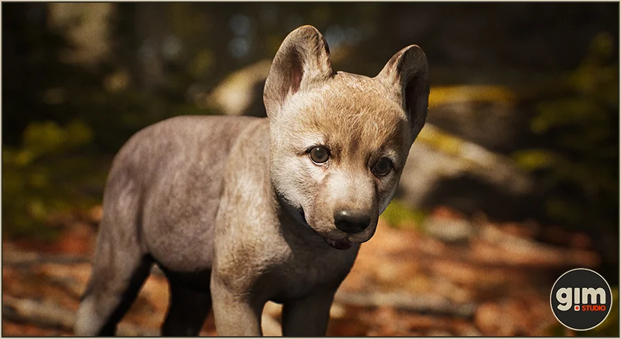 Animalia - Gray Wolf (young)