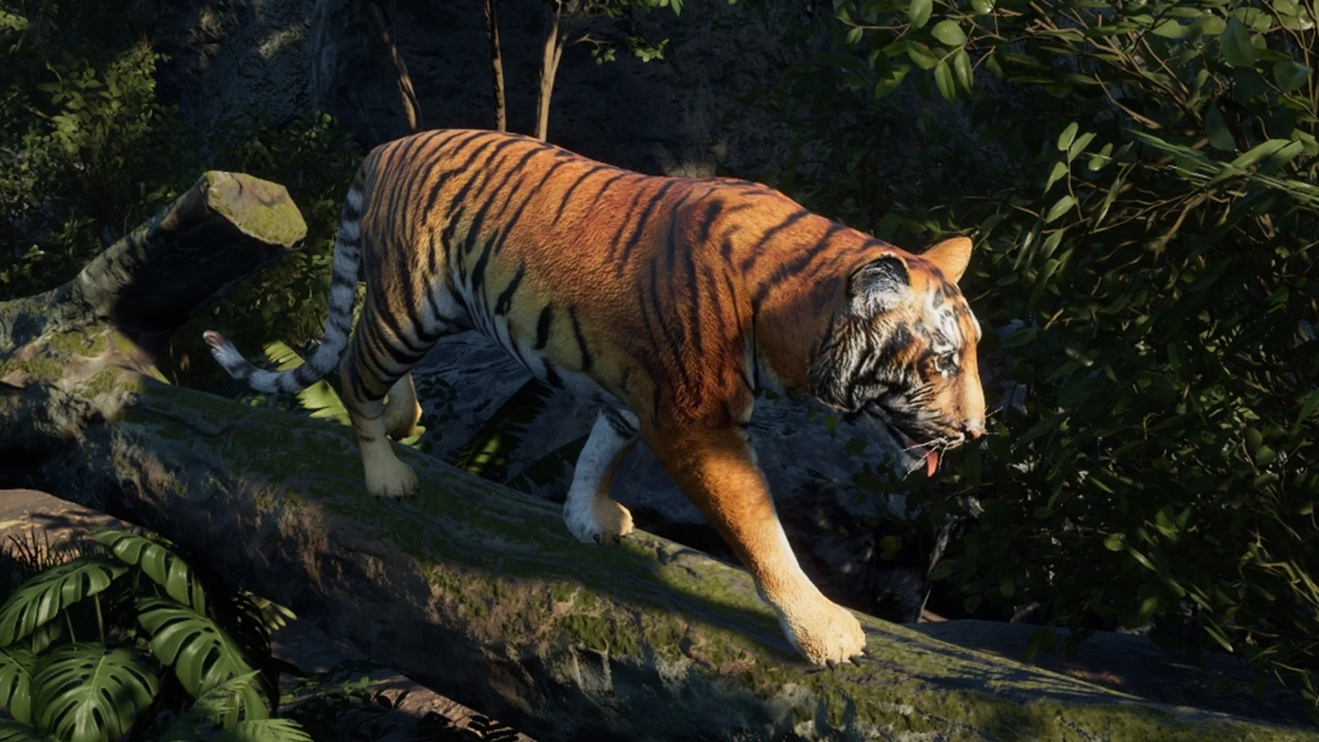 Medhue Tiger