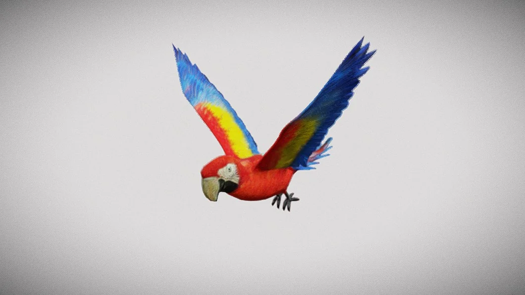 Medhue Parrot