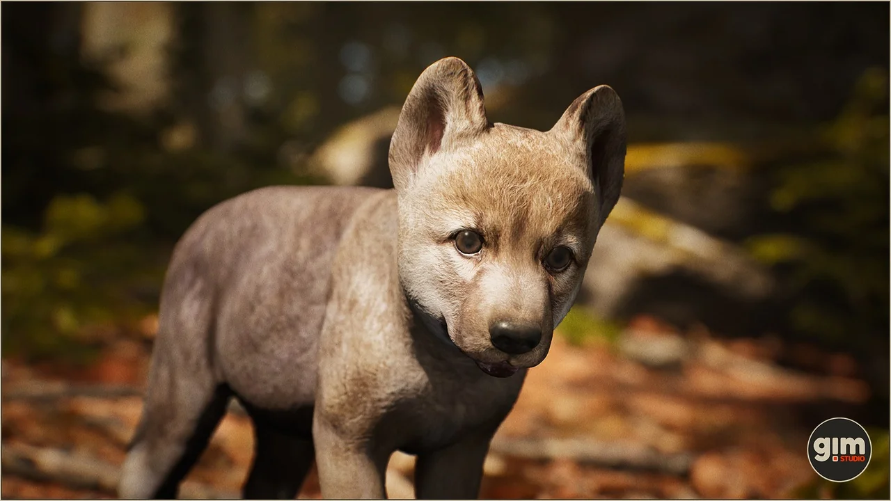 Animalia - Gray Wolf (young)