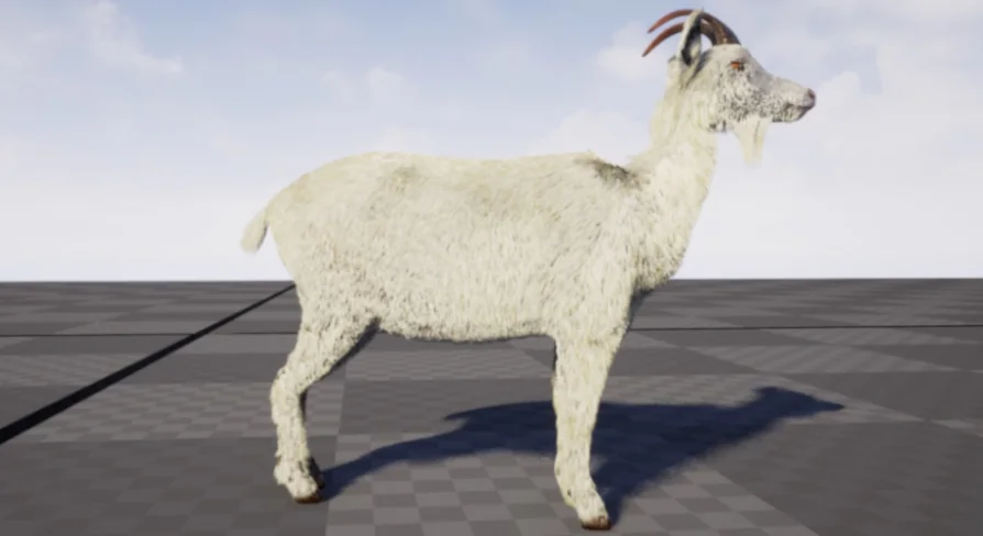 Goat with groom