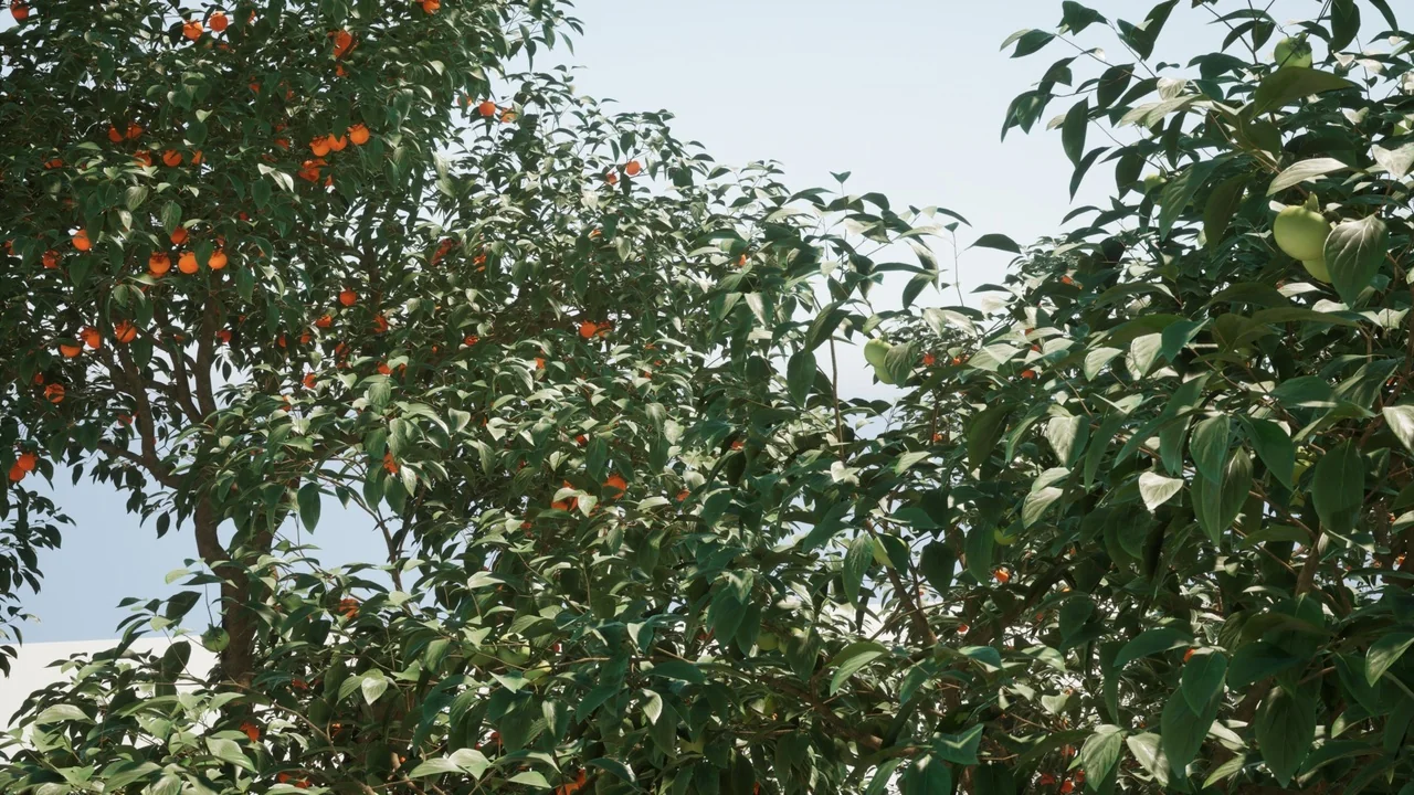 fruit tree V1