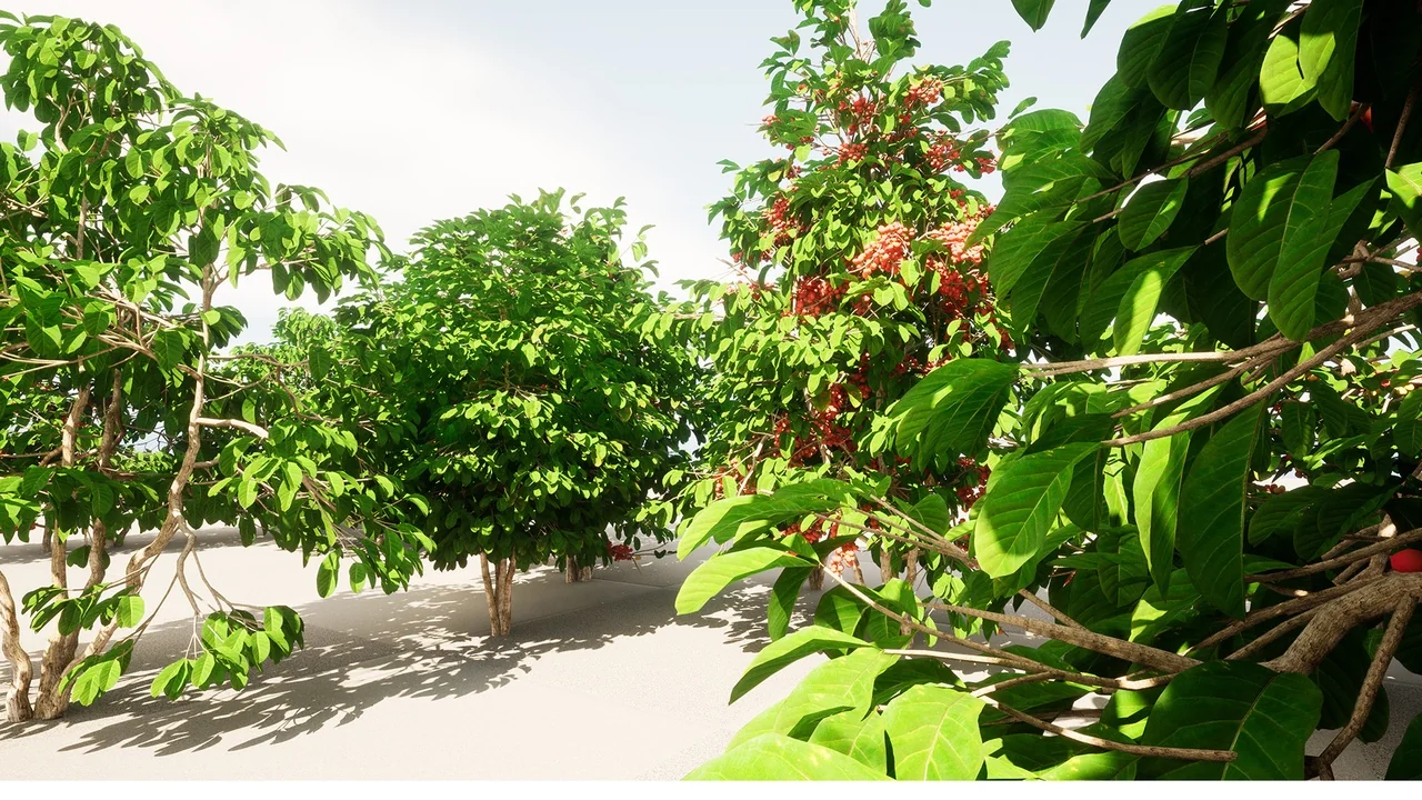 plant Fruits and vegetables