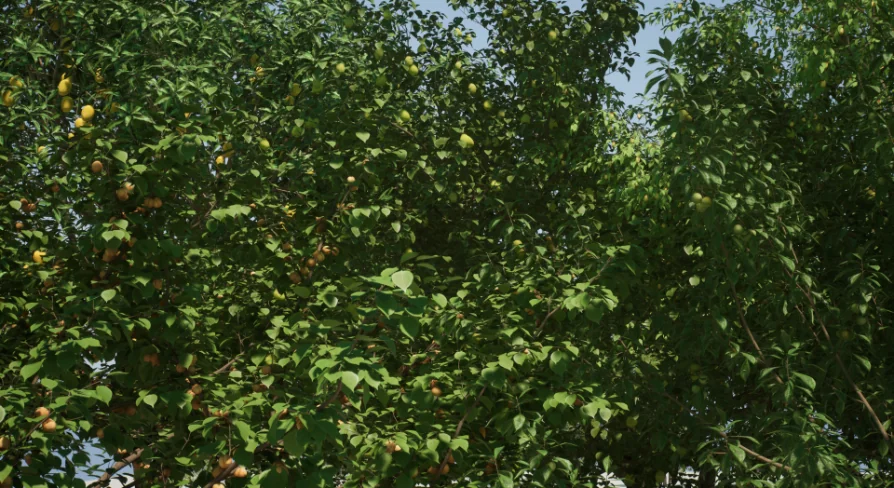 Fruit Tree V2