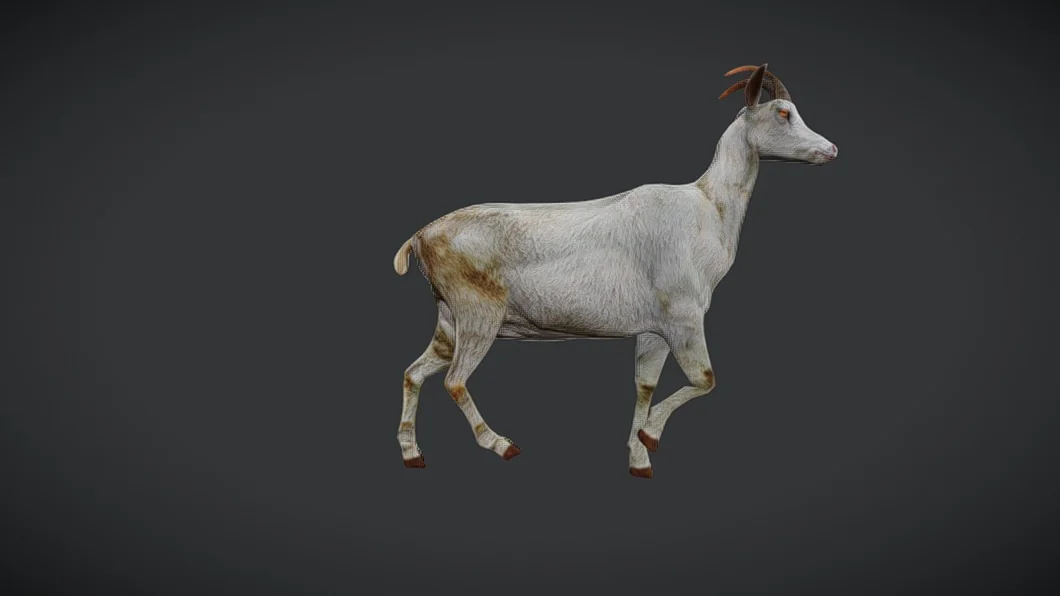 Goat with groom