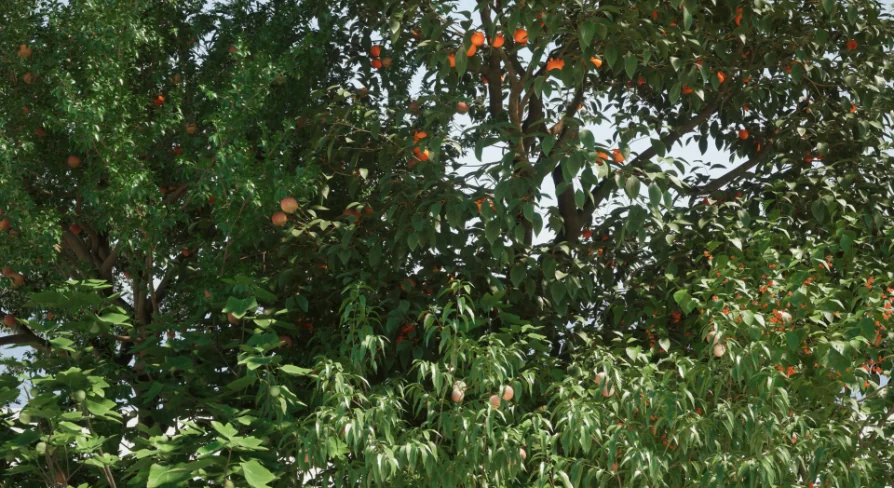 fruit tree V1